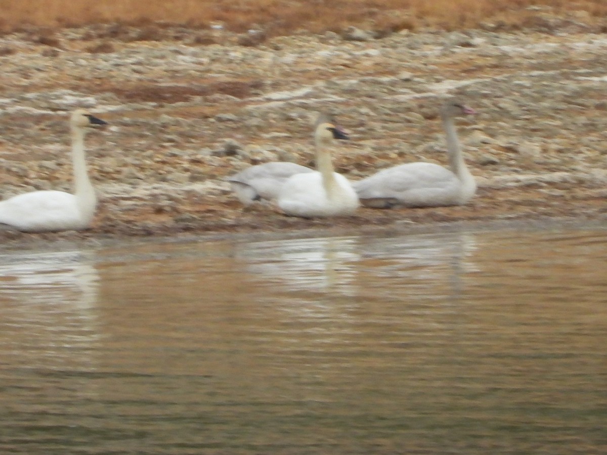 Tundra Swan - Marsha Walling