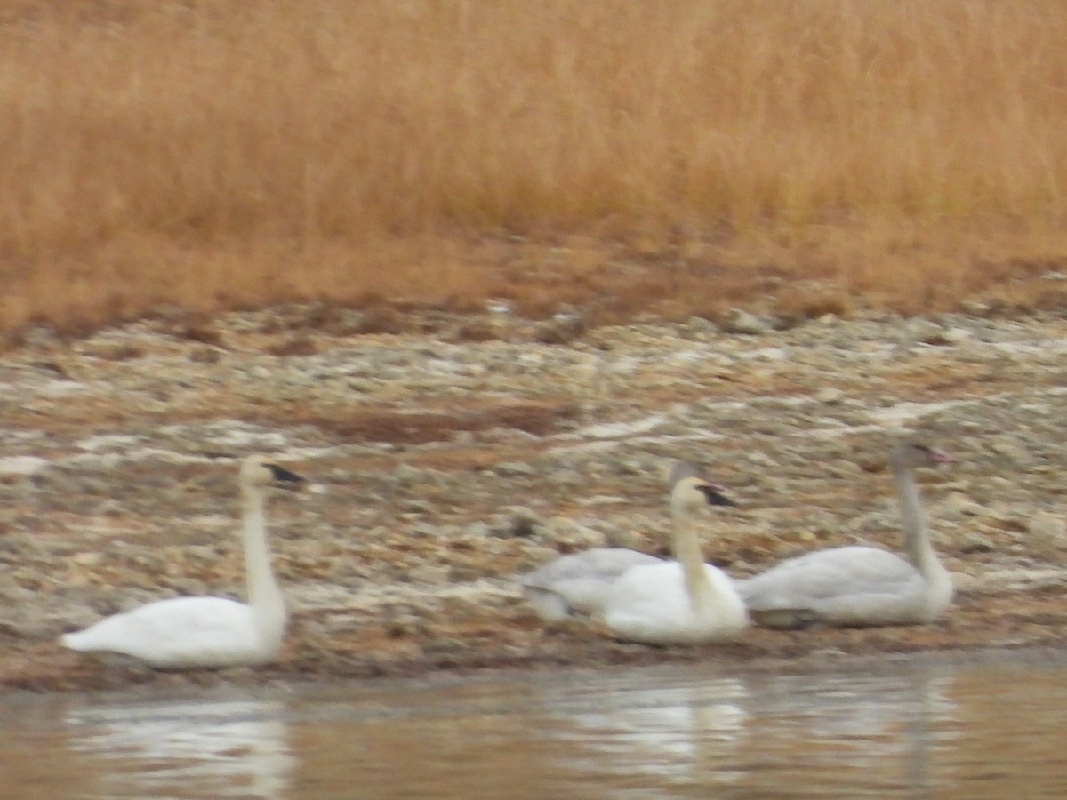 Tundra Swan - ML277186271