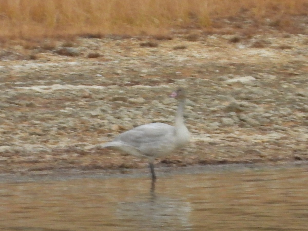 Cygne siffleur - ML277186331