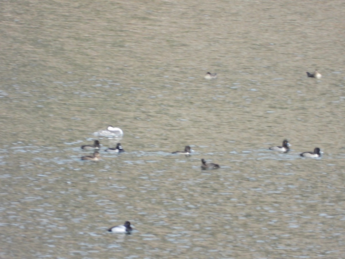 Lesser Scaup - ML277186351