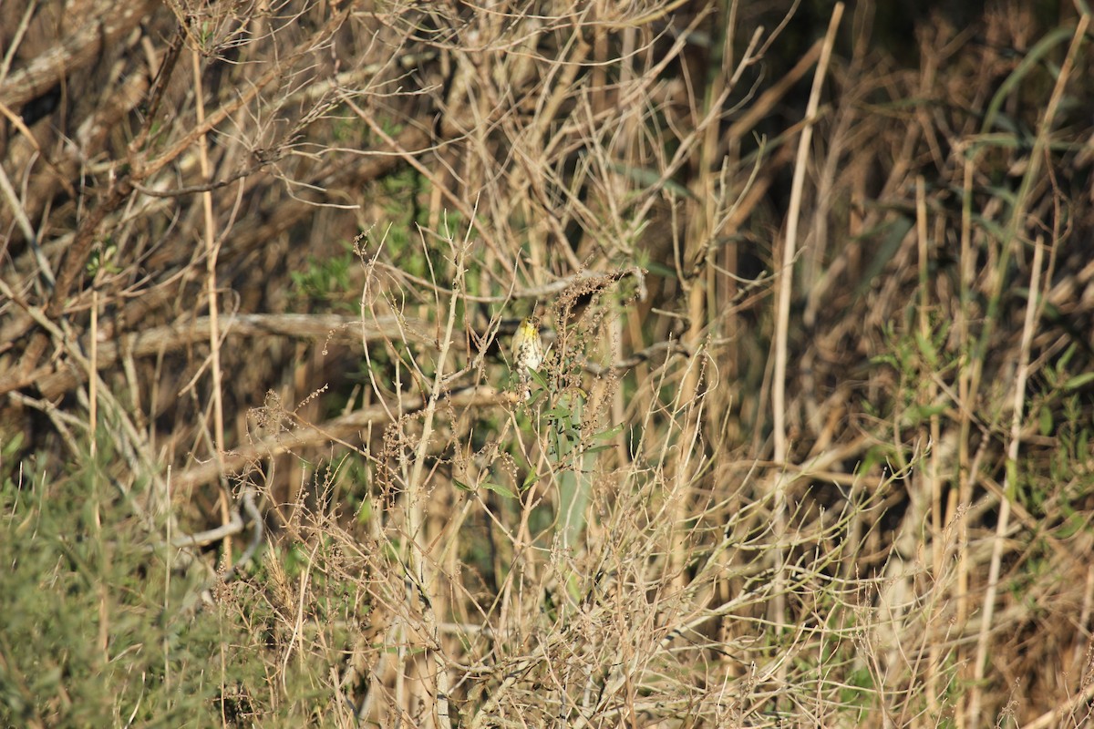 American Goldfinch - ML277187121