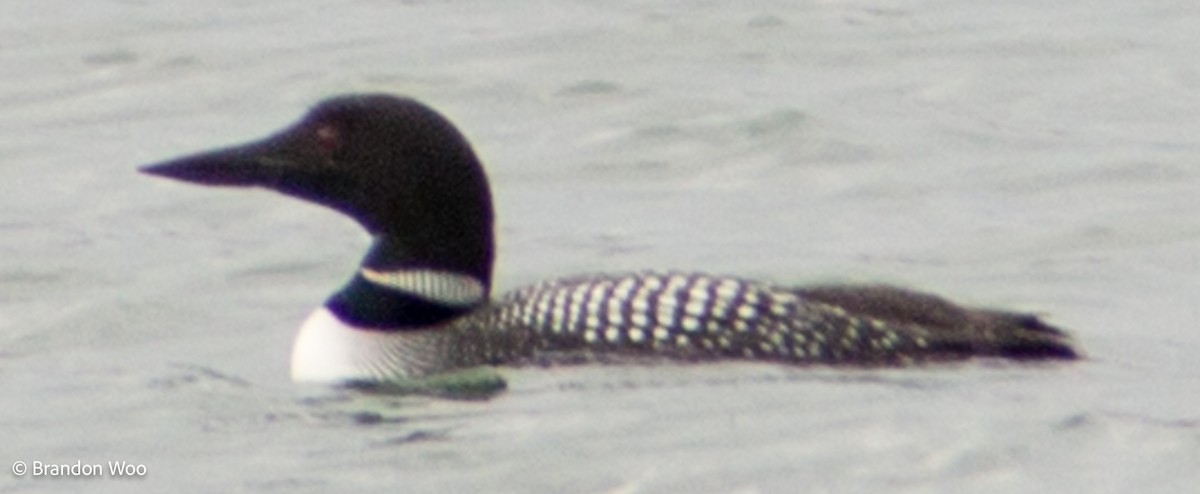 Common Loon - ML277188871