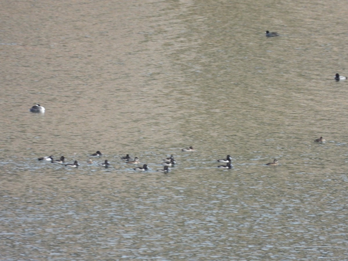 Ring-necked Duck - ML277188881