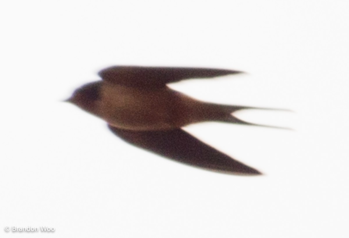 Barn Swallow (American) - ML277189031