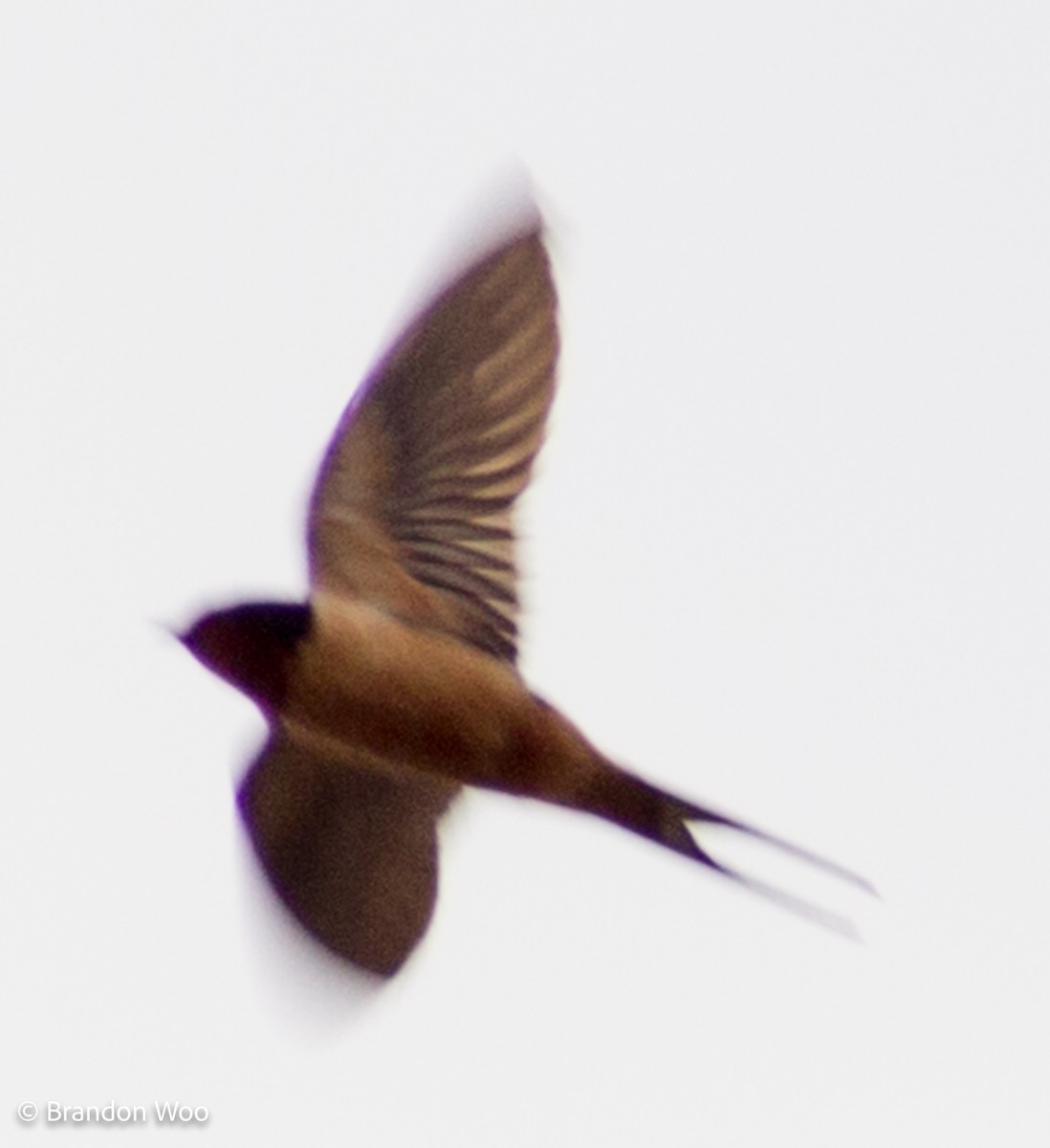 Barn Swallow (American) - ML277189041