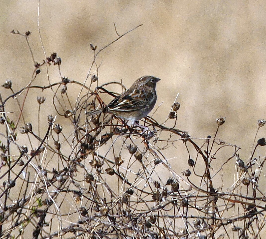 Chingolo Saltamontes - ML277189591