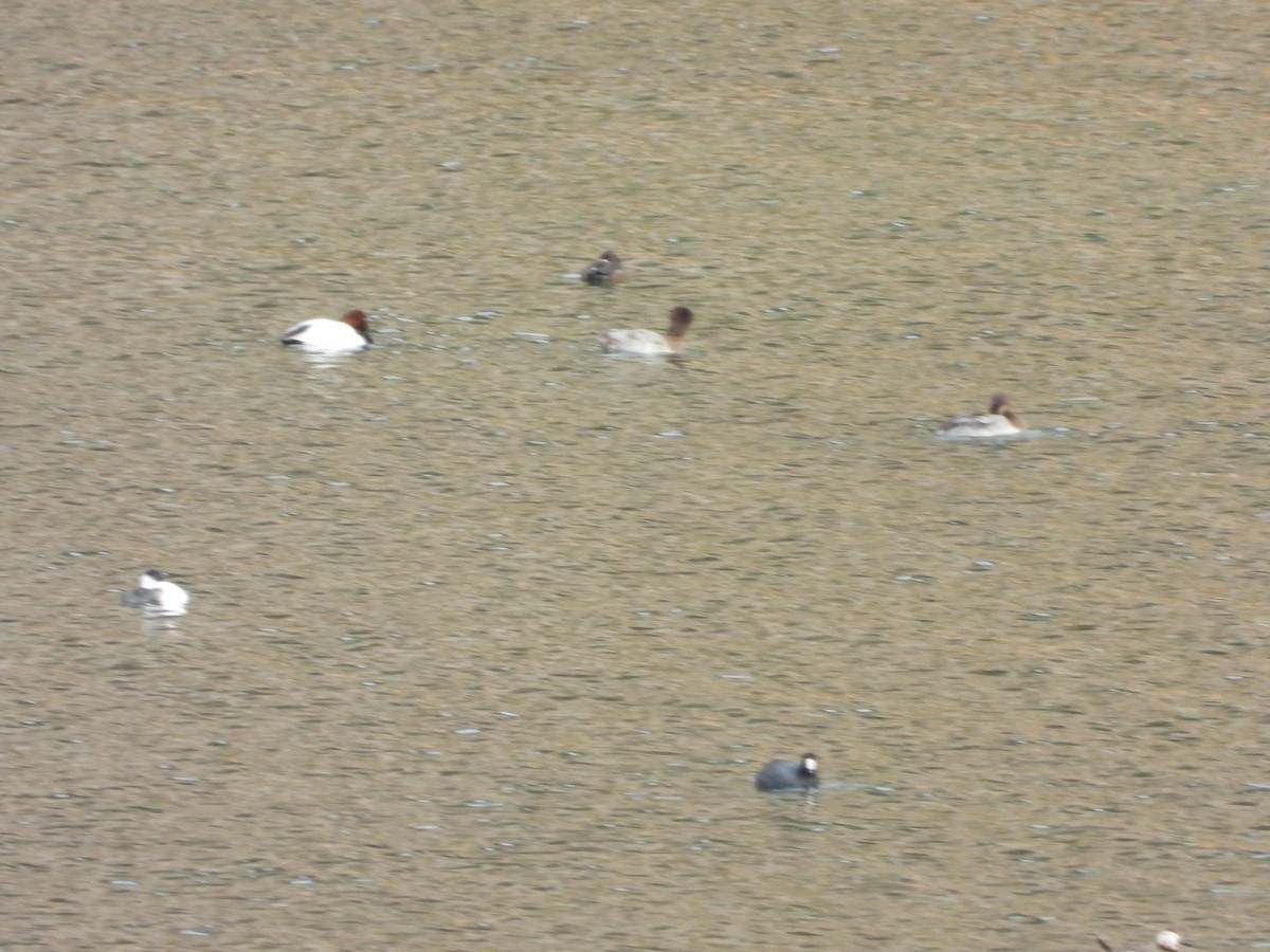 Canvasback - ML277189781