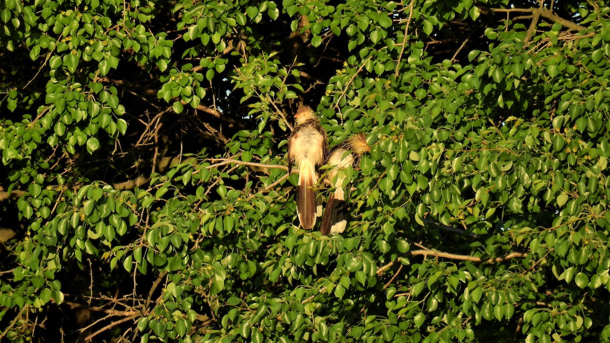 Guira Cuckoo - ML277189871