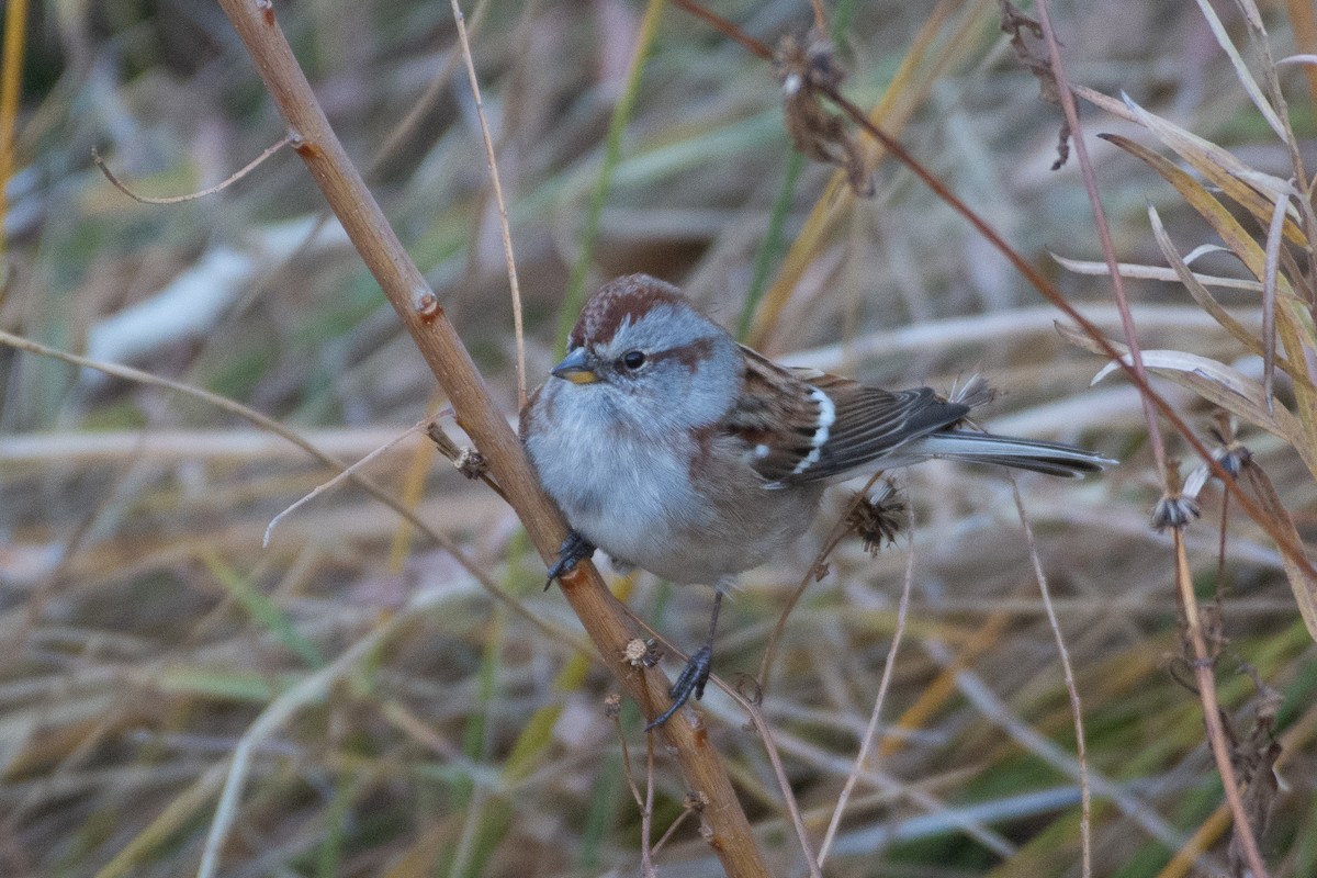 American Tree Sparrow - ML277194631