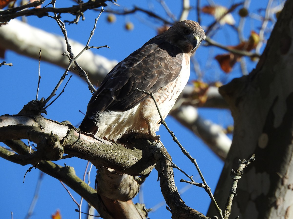 Red-tailed Hawk - ML277194921