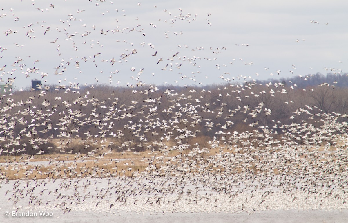 Snow Goose - ML277196121