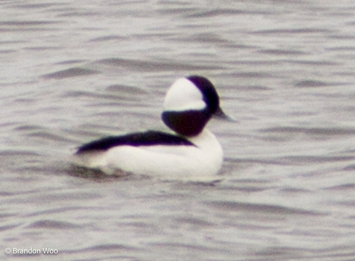 Bufflehead - ML277196211