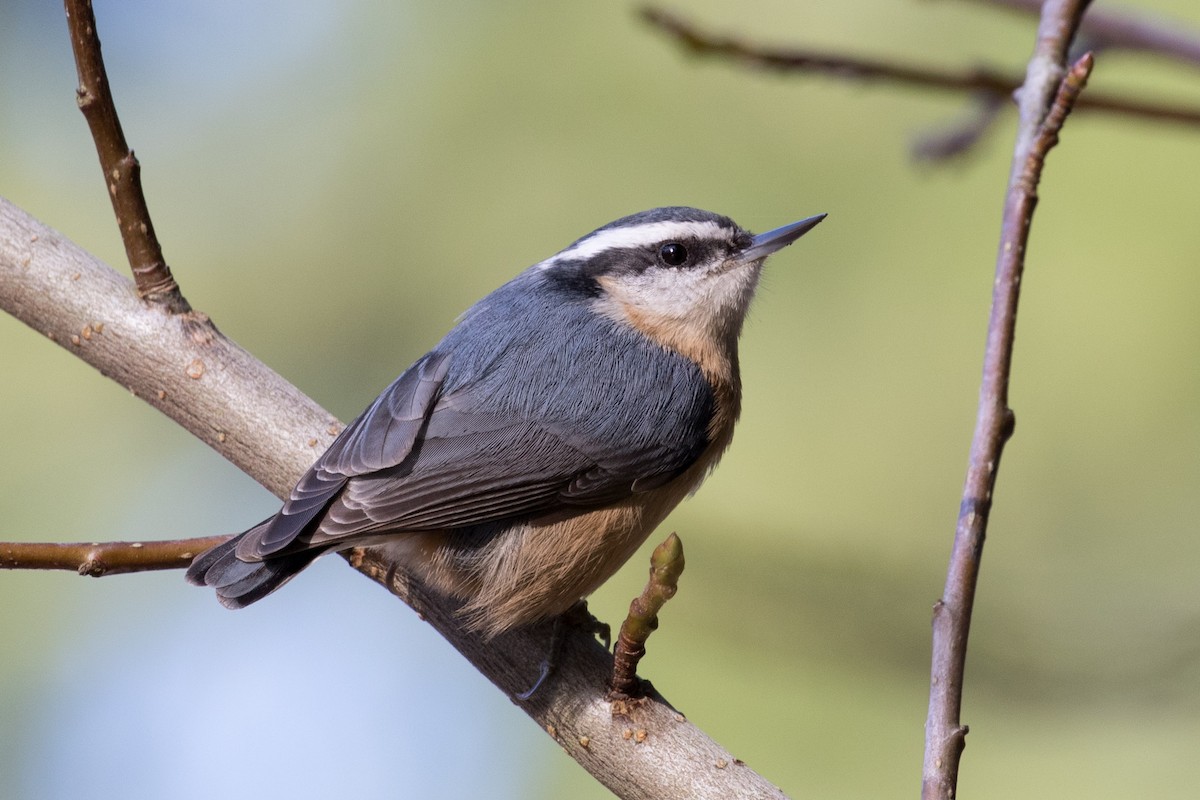 Red-breasted Nuthatch - ML277196501