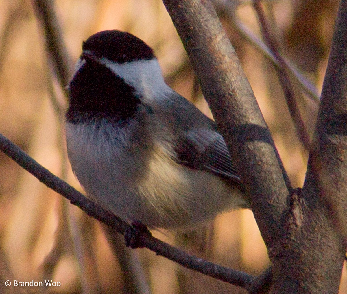 Black-capped Chickadee - ML277197021