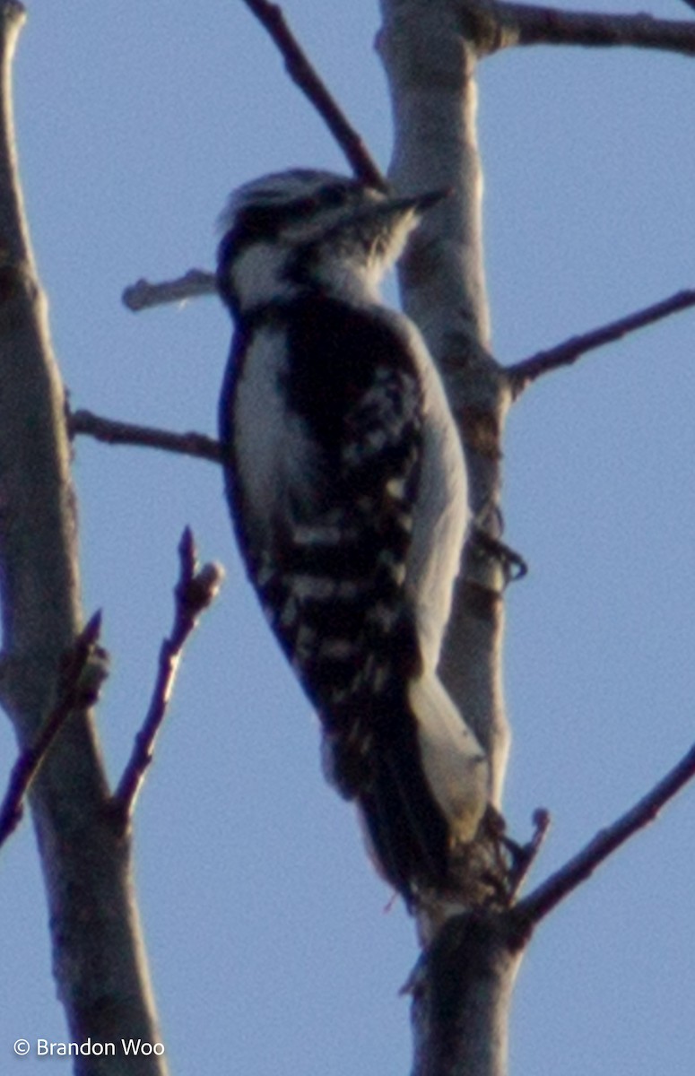 Downy Woodpecker - ML277197101