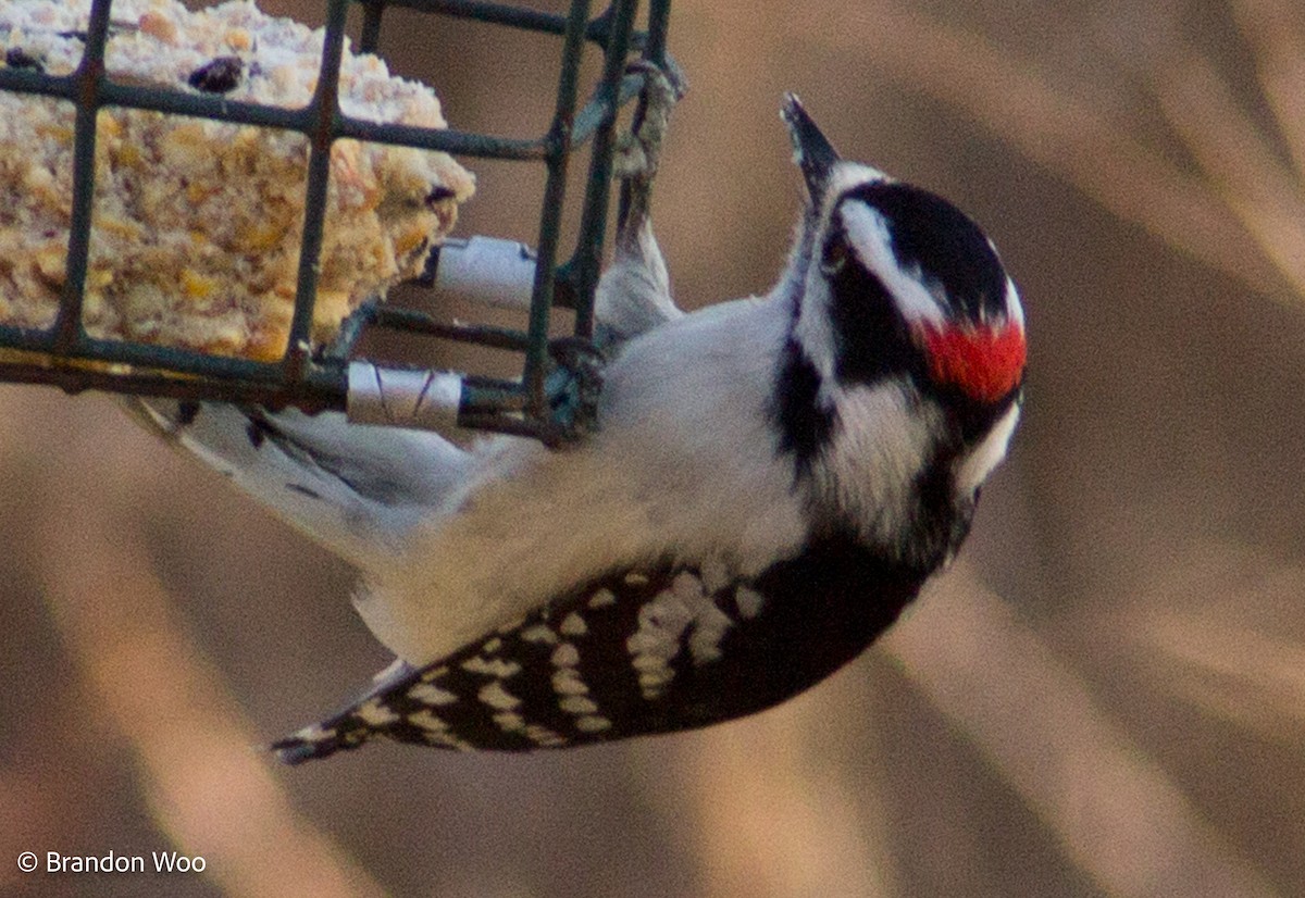 Downy Woodpecker - ML277197121