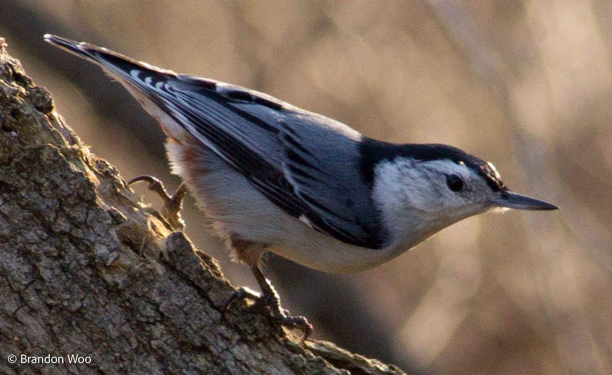 White-breasted Nuthatch - ML277197141