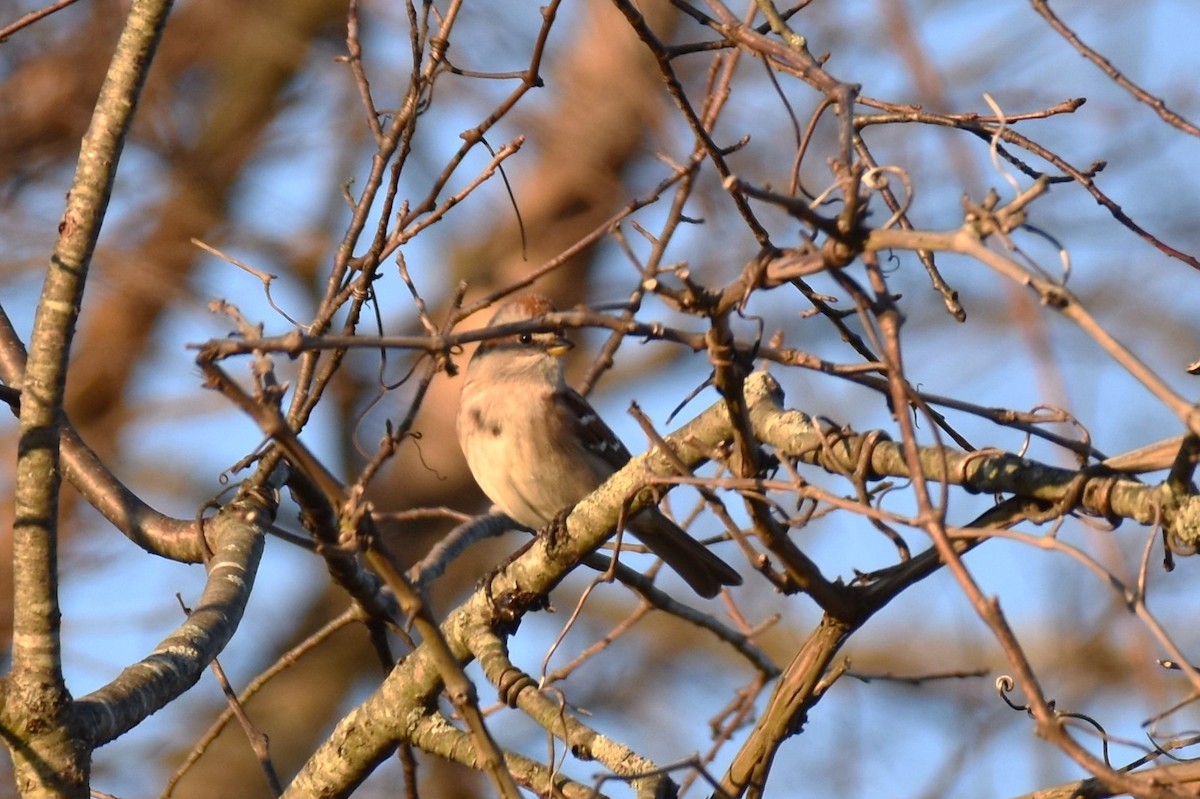 American Tree Sparrow - ML277197541