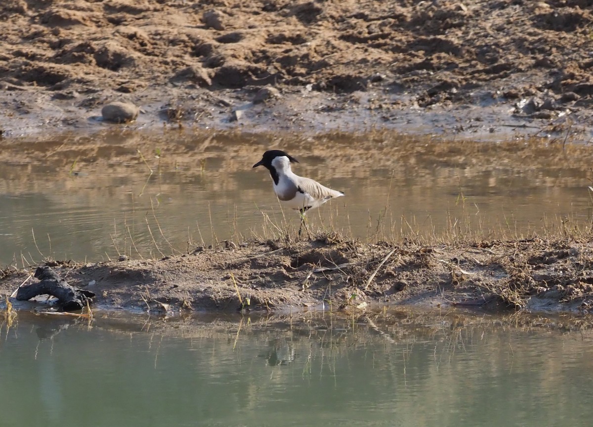 River Lapwing - ML277199251