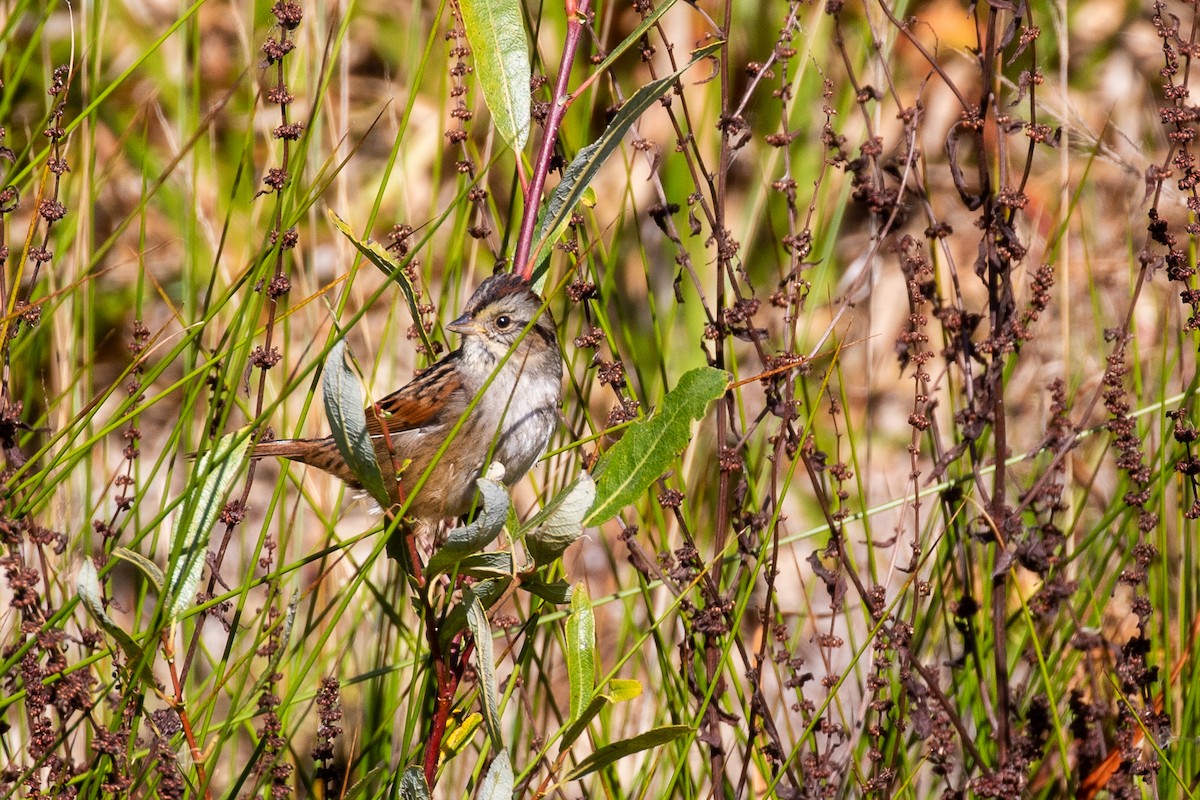 Swamp Sparrow - ML277200701