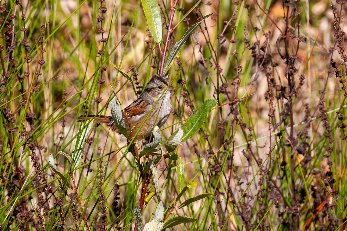 Swamp Sparrow - ML277200761