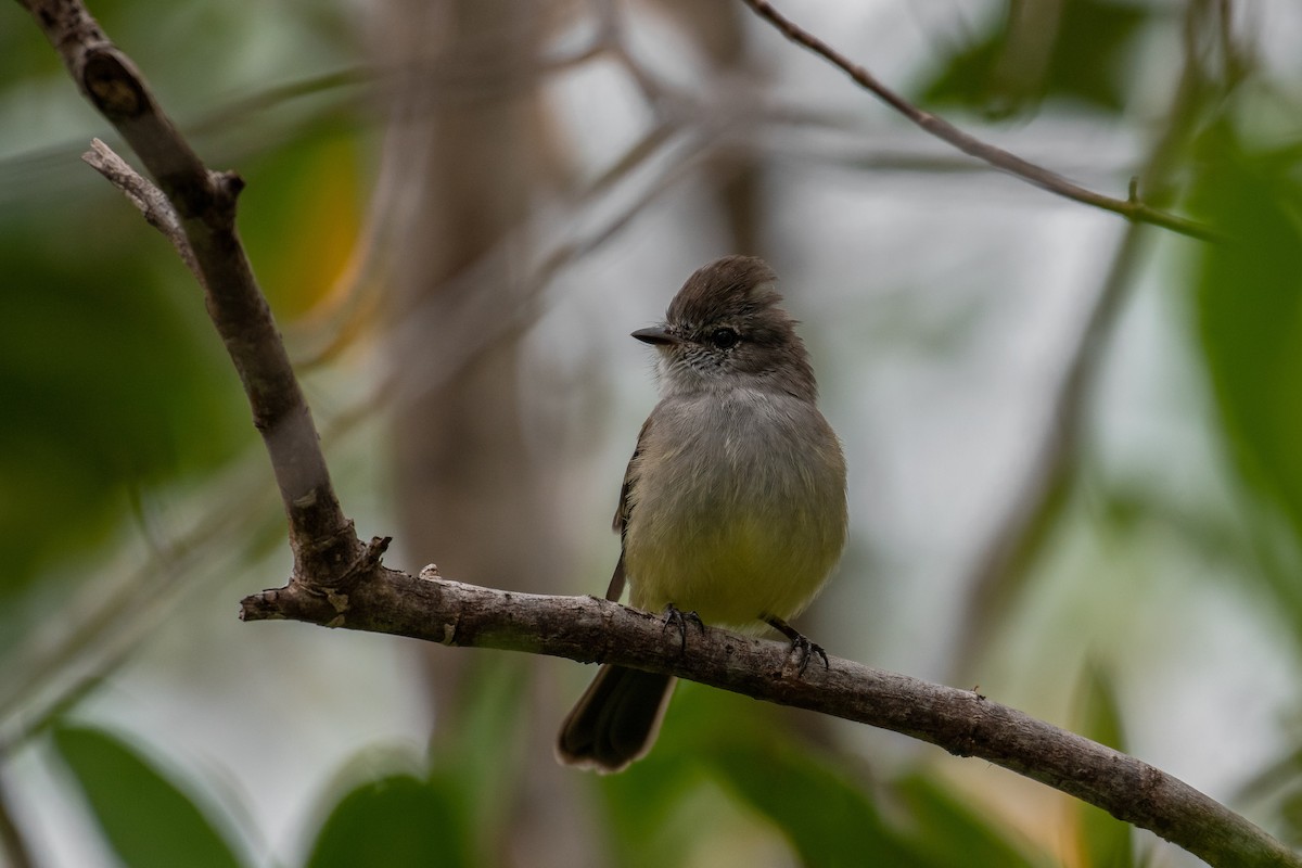 Northern Scrub-Flycatcher - Marcos Alvagar