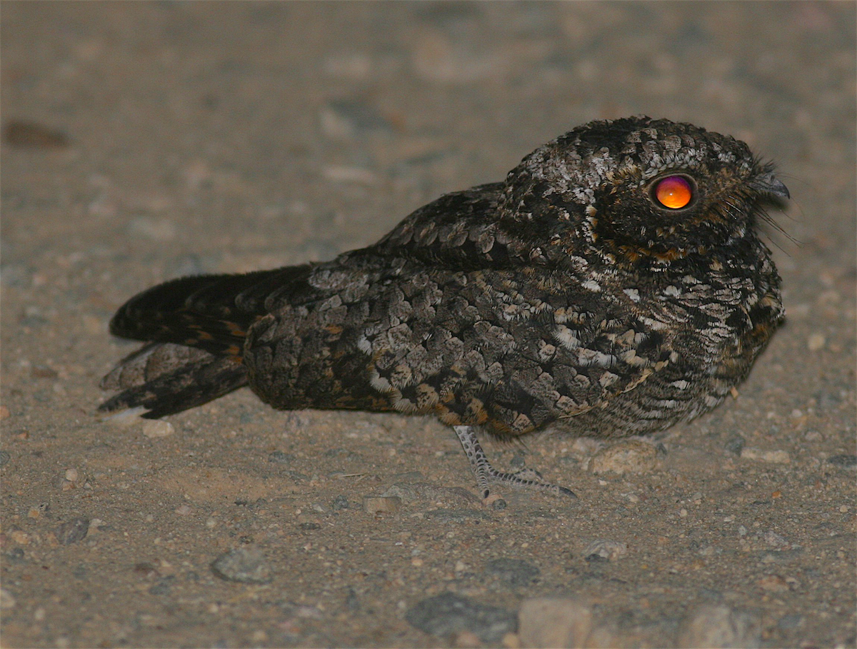 Common Poorwill - Anonymous