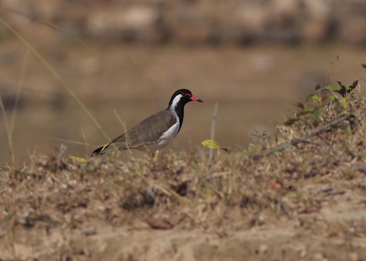 Red-wattled Lapwing - ML277204521