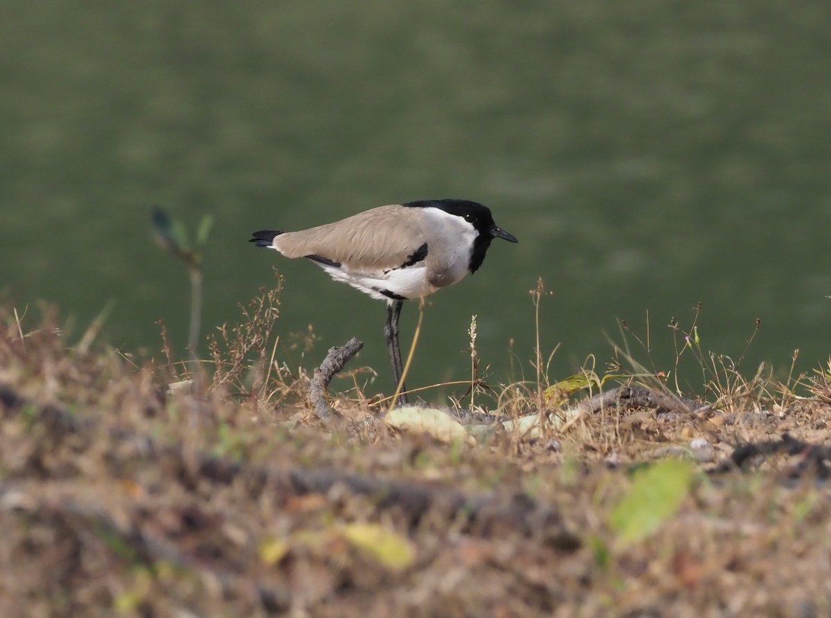 River Lapwing - ML277204551