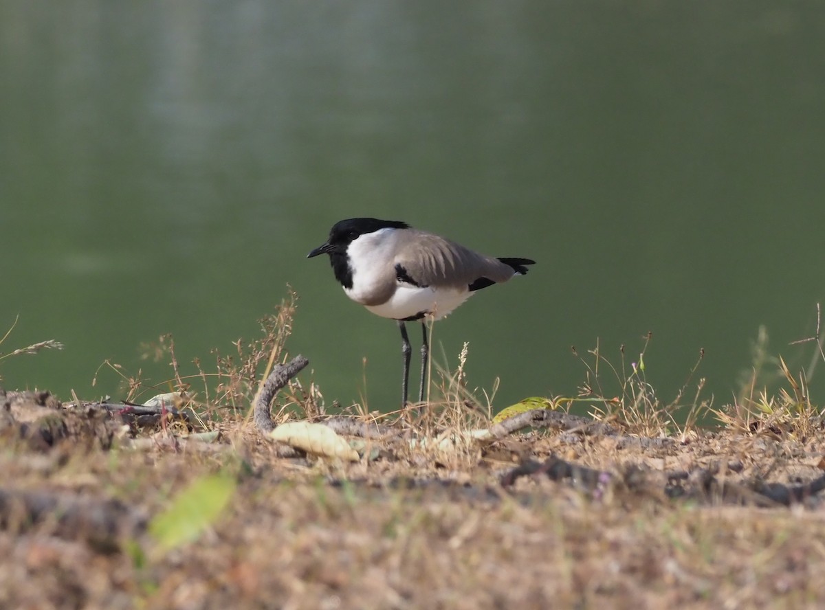 River Lapwing - ML277204661