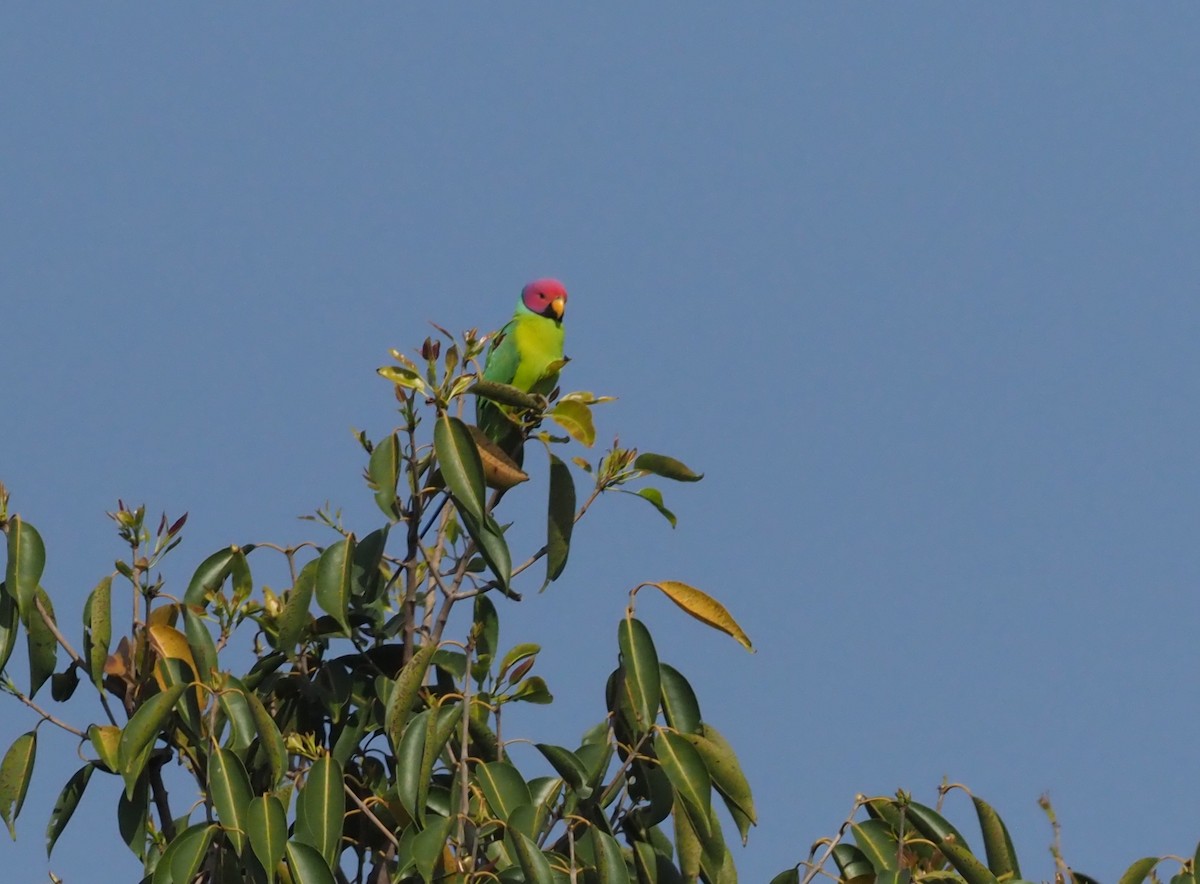 Plum-headed Parakeet - ML277204781