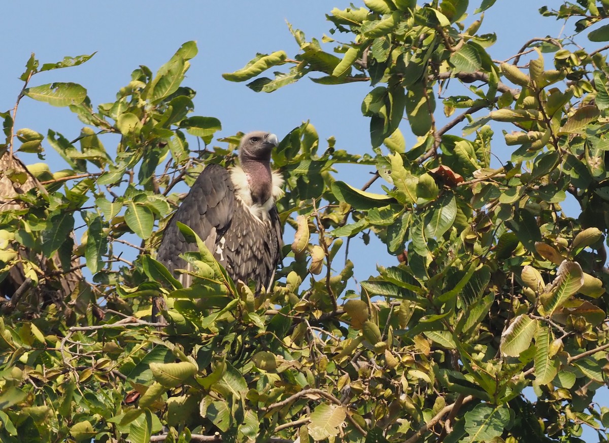 White-rumped Vulture - ML277205421