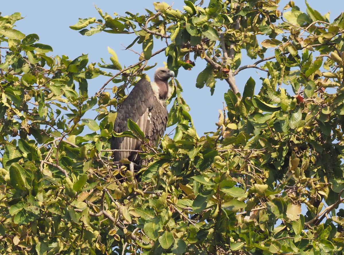 White-rumped Vulture - ML277205461