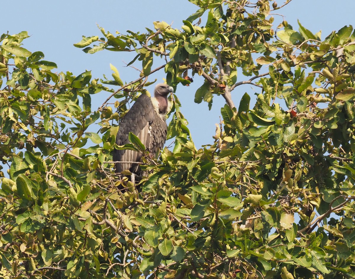 White-rumped Vulture - ML277205501