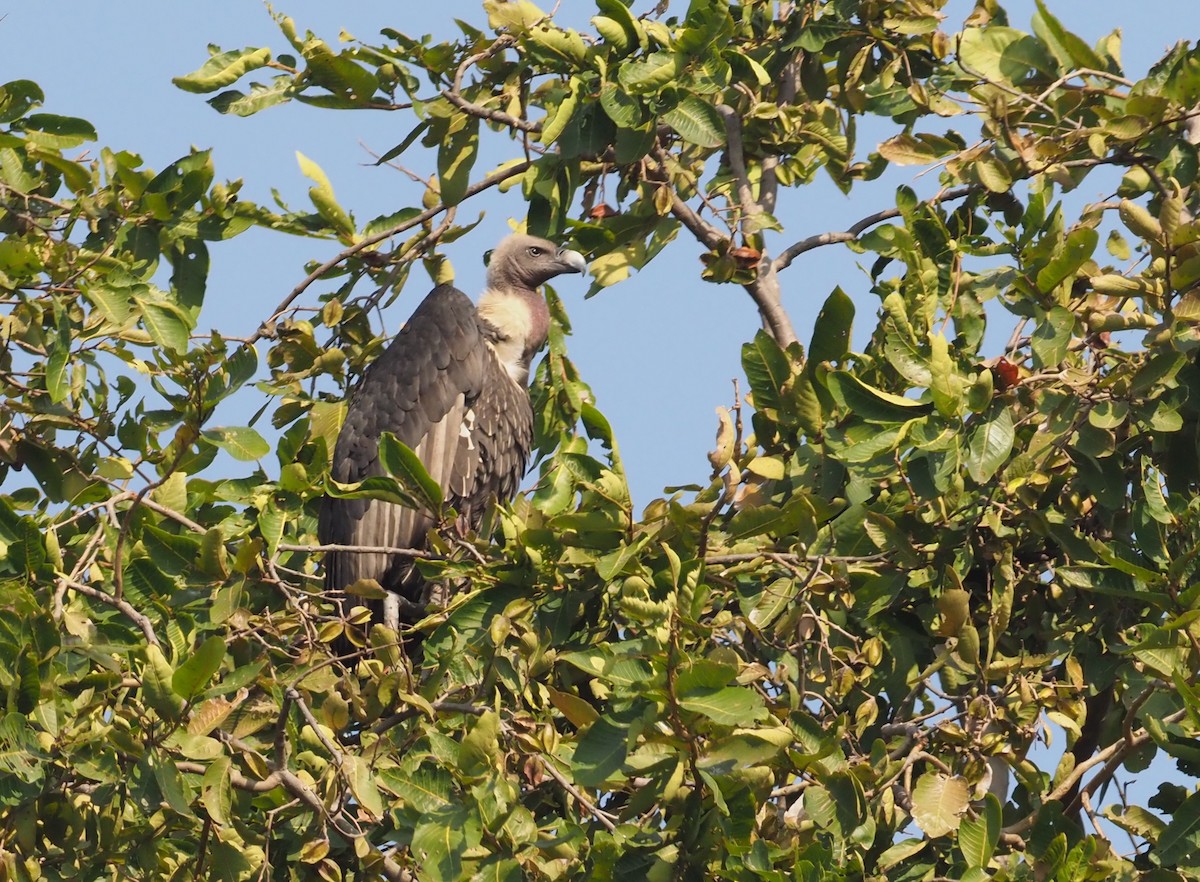 White-rumped Vulture - ML277205541