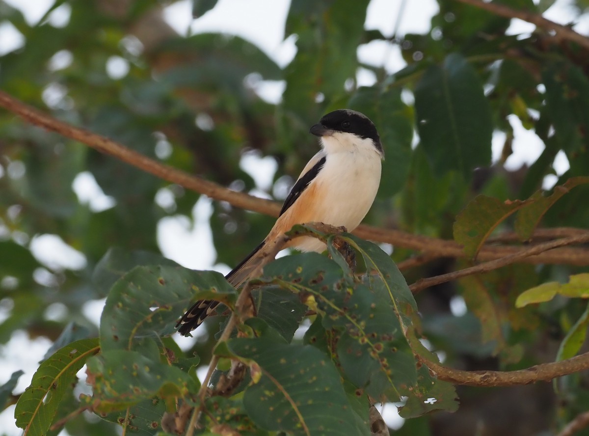 Long-tailed Shrike - ML277205921