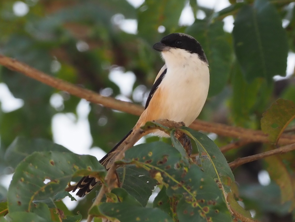 Long-tailed Shrike - ML277205961