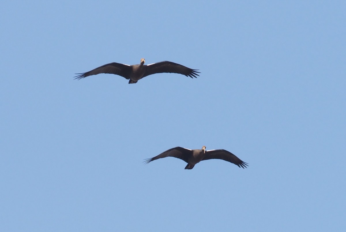 Red-naped Ibis - ML277206031