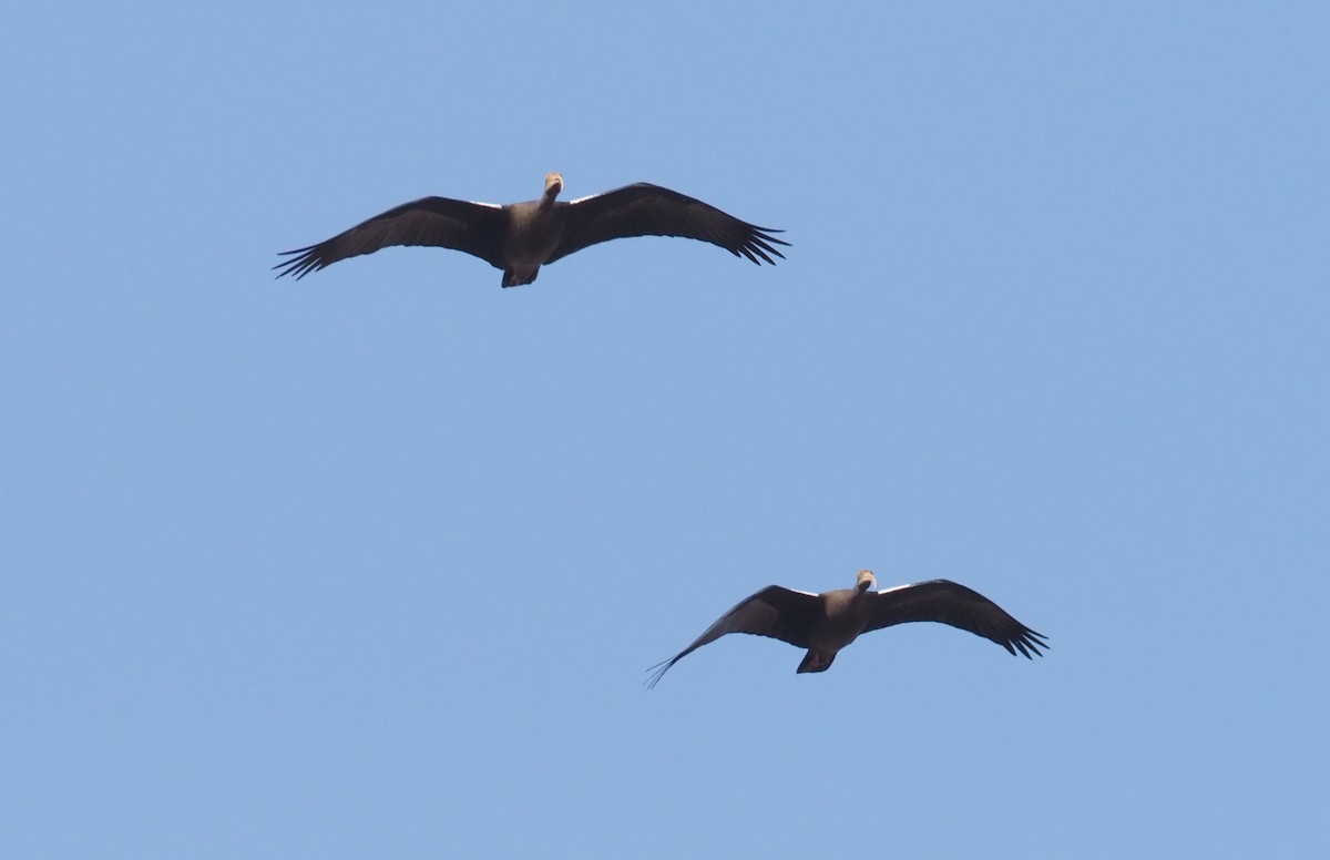 Red-naped Ibis - Stephan Lorenz