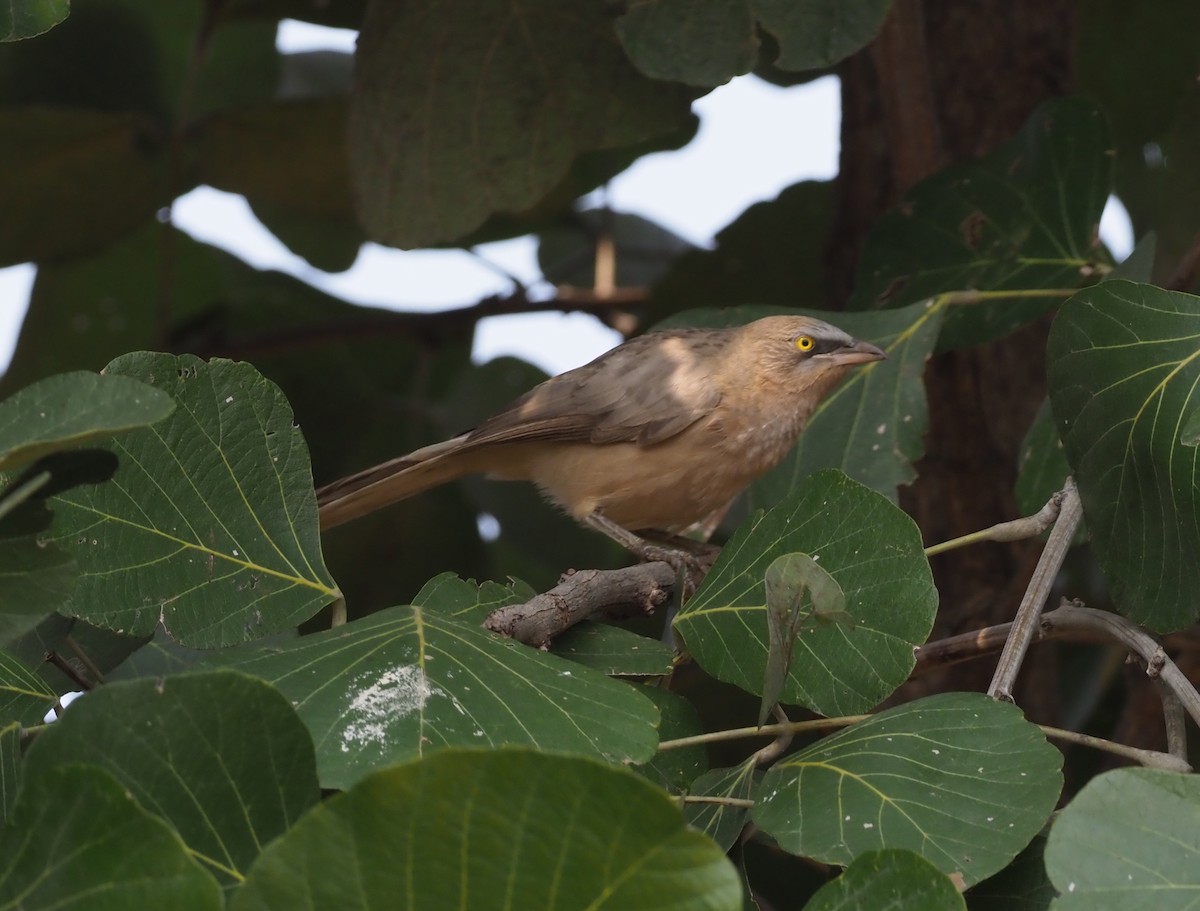 Large Gray Babbler - ML277206551