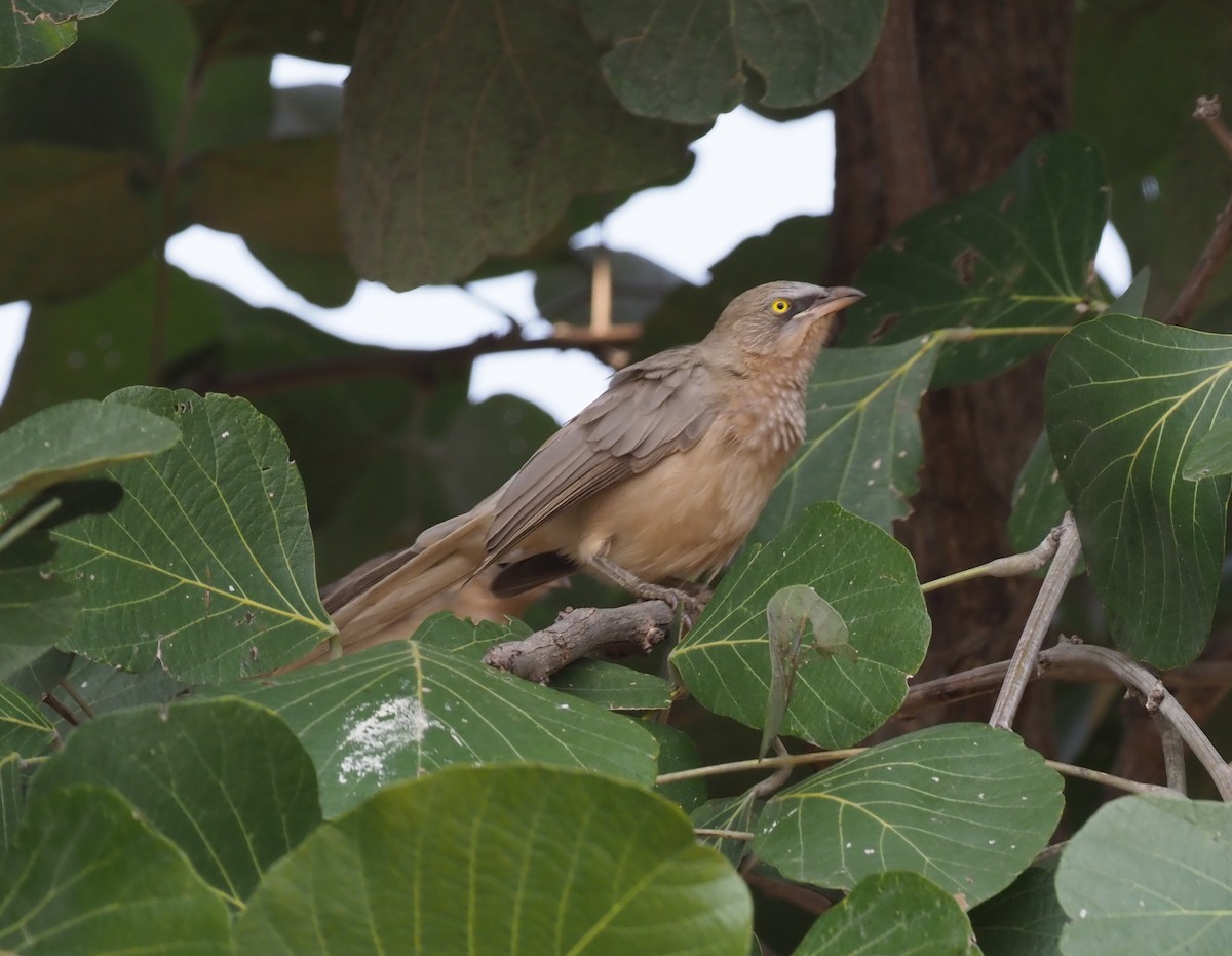 Large Gray Babbler - ML277206651