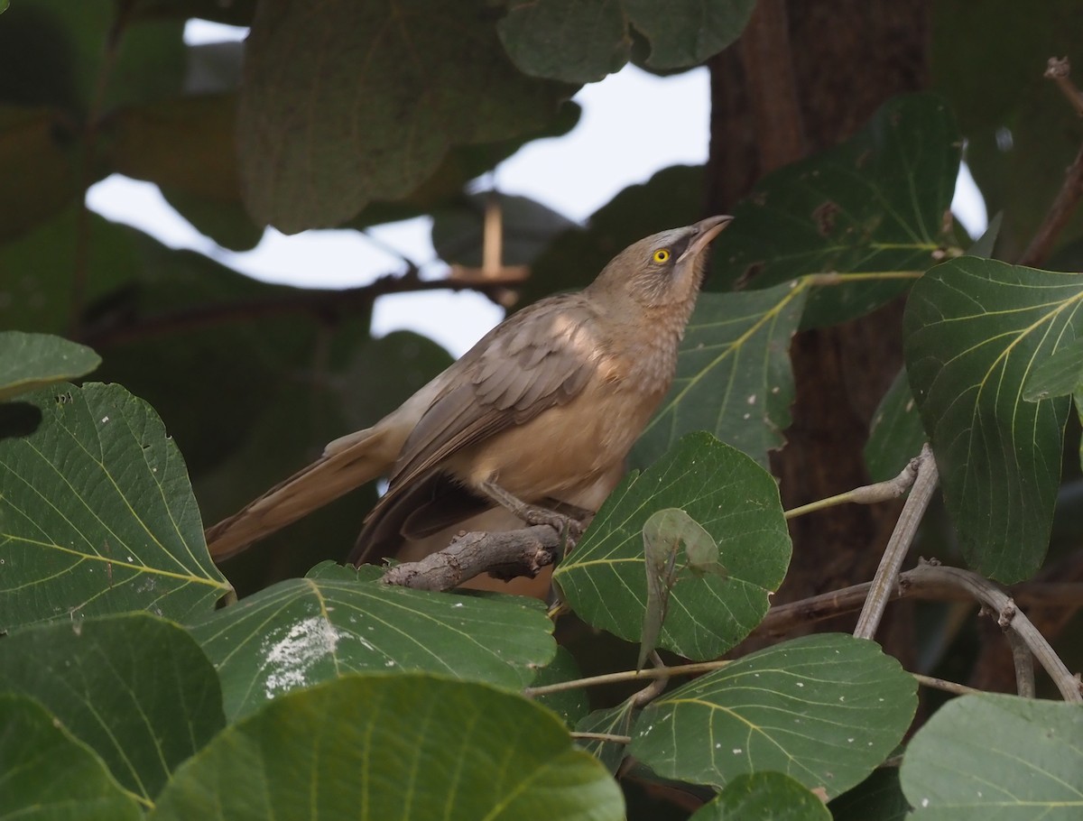 Large Gray Babbler - ML277206771