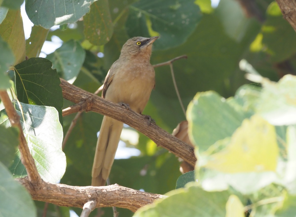 Large Gray Babbler - ML277206901