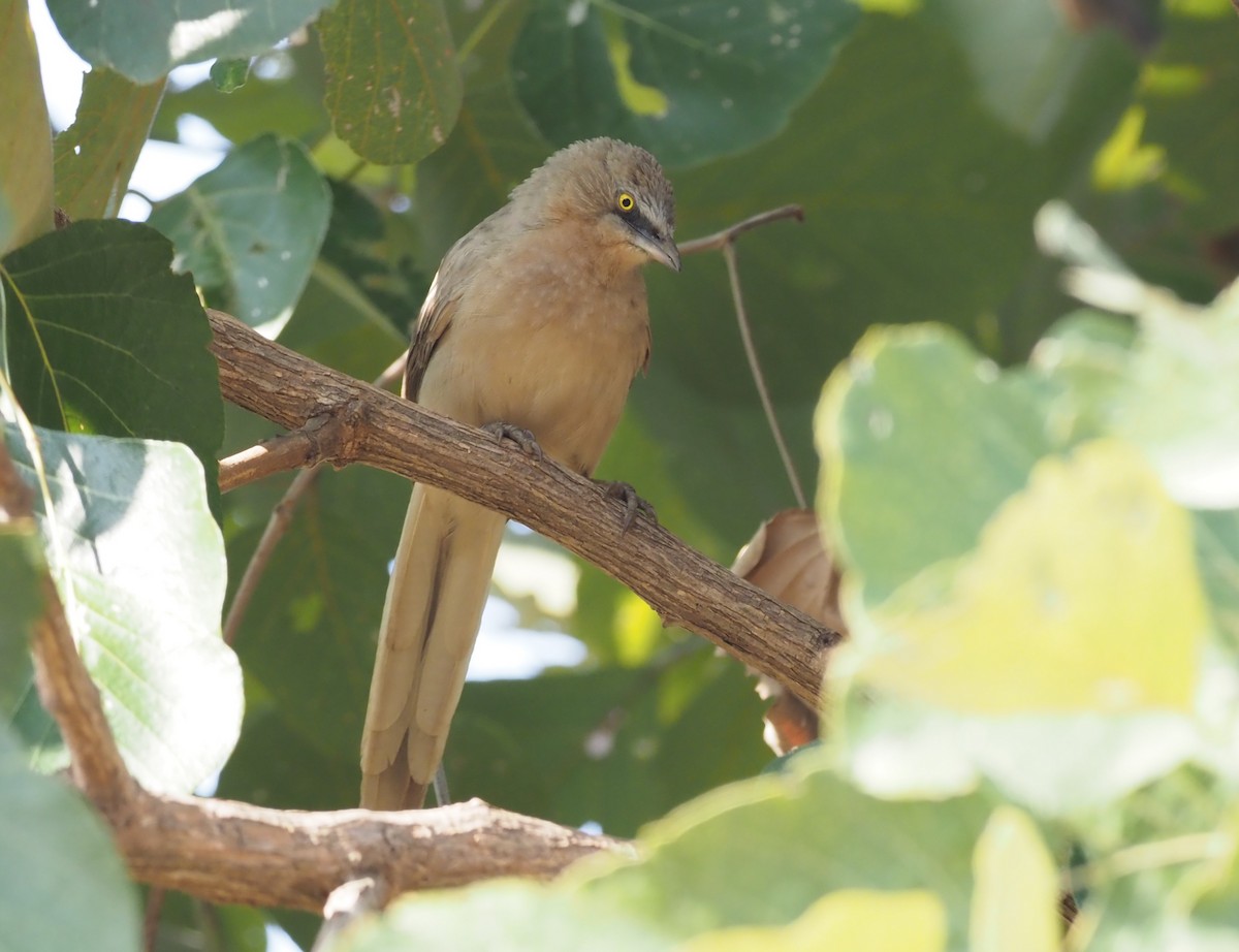 Large Gray Babbler - ML277207071