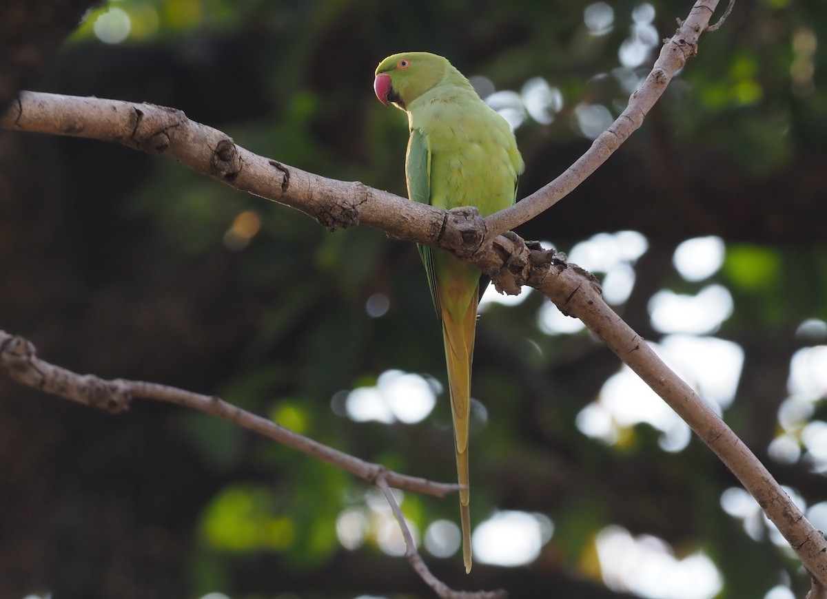 Rose-ringed Parakeet - ML277207481