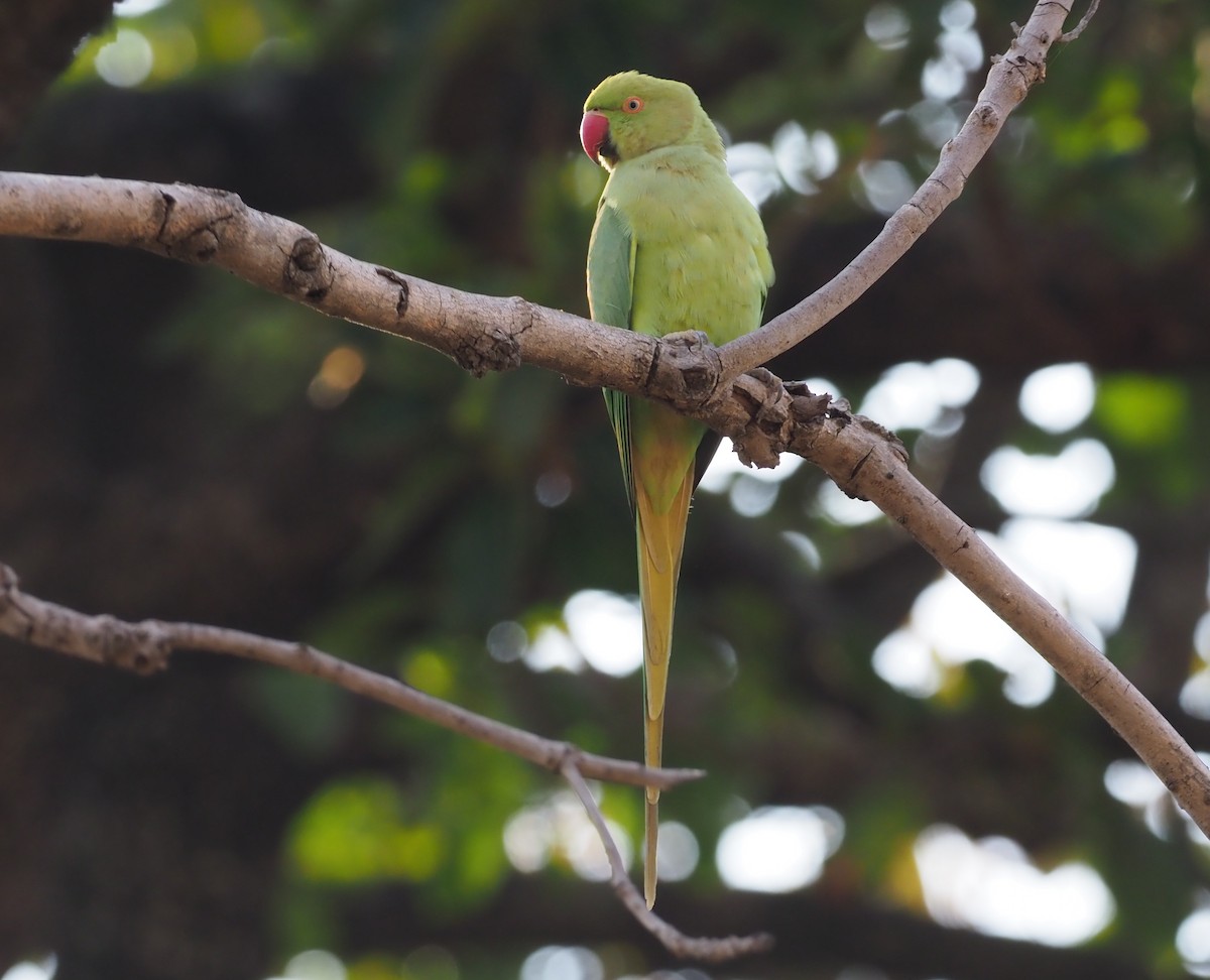 Rose-ringed Parakeet - ML277207531