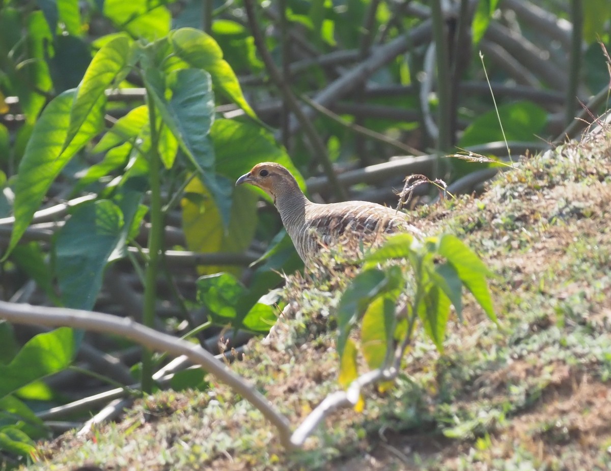 Gray Francolin - ML277207791