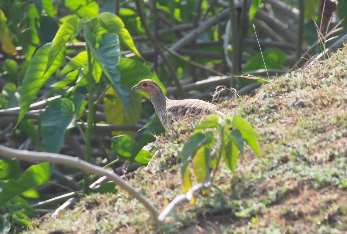 Gray Francolin - ML277207851