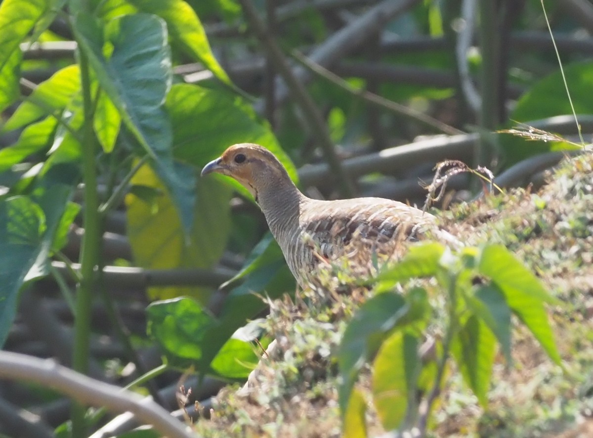 Gray Francolin - ML277207891