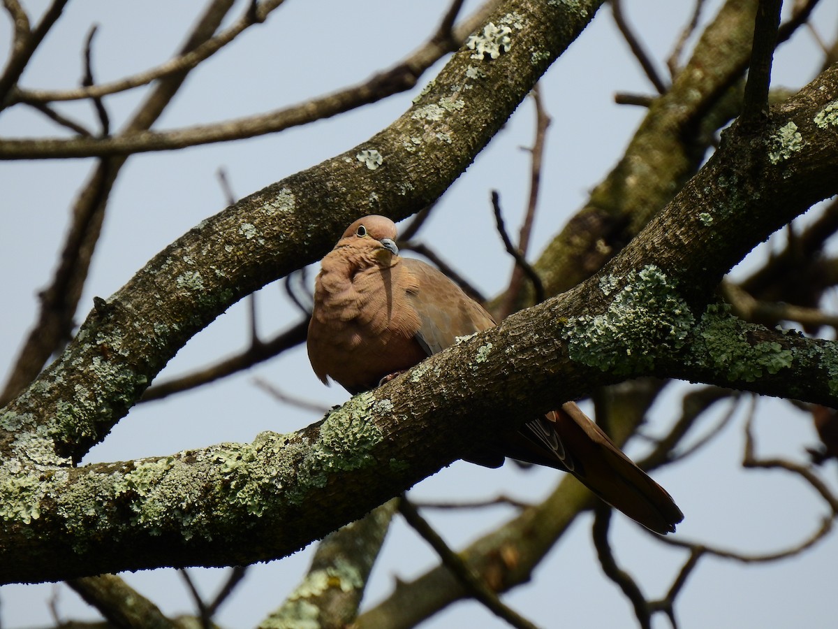 Eared Dove - ML277208121